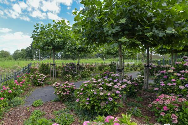 photo 45 Legmeerdijk 342